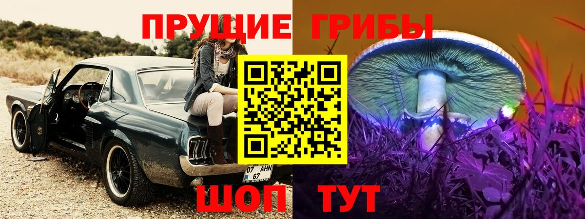 Псилоцибиновые грибы Psilocybe Северобайкальск